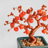 【いのり折々】nejitte BONSAI SB94