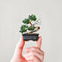 【いのり折々】nejitte BONSAI　SB94
