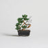 【いのり折々】nejitte BONSAI　SB94