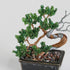 【いのり折々】nejitte BONSAI　SB94