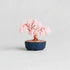 【いのり折々】nejitte BONSAI　SB94