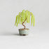 【いのり折々】nejitte BONSAI　SB94